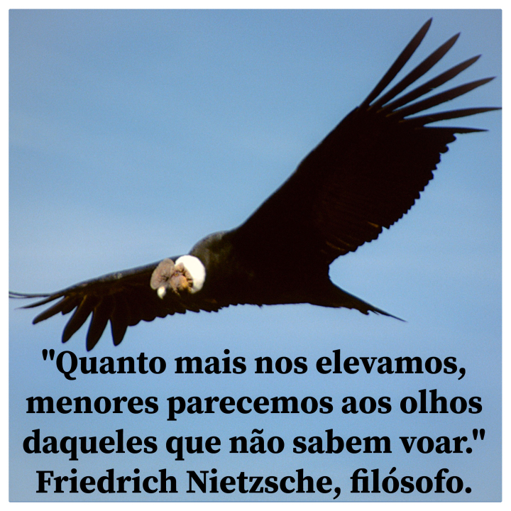 Scaled image condor_insta.jpg 