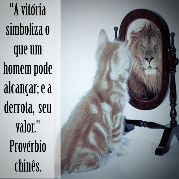 Scaled image gato_valor_insta.jpg 