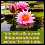Thumbnail lotus_insta.jpg 